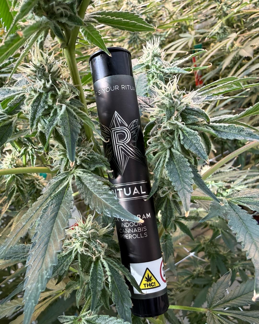 Ritual Blue Dream .5g Pre roll - 1g 2pk (Copy)